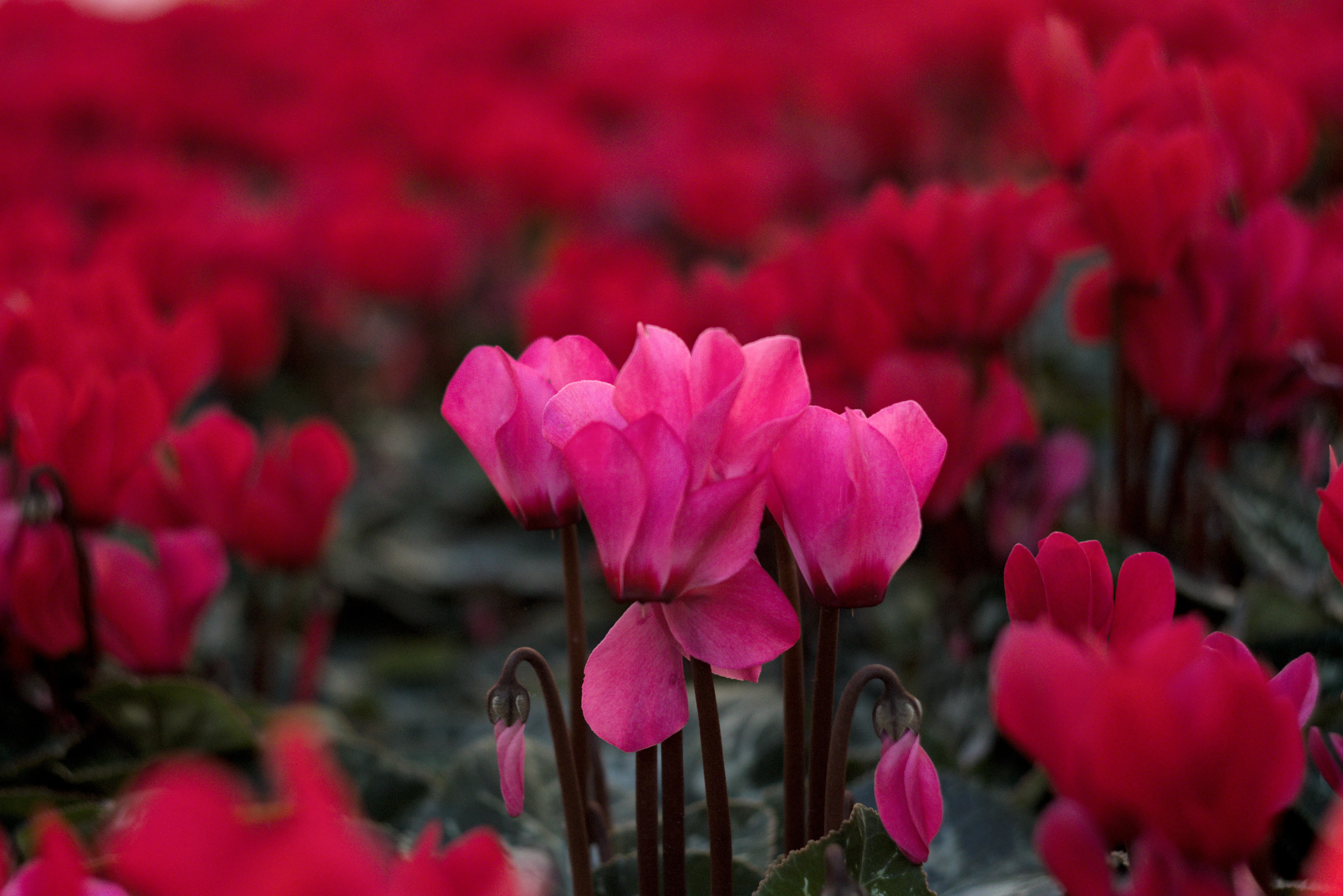 Zenith Helios-77M-4 1,850 (VOMZ) - _I4A6675.webp